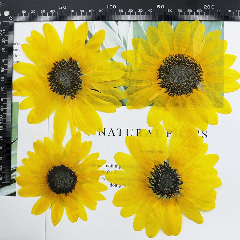 Large Original Sunflower Dried Flower Gifts, Fairy Petal Makeup,10 Pcs