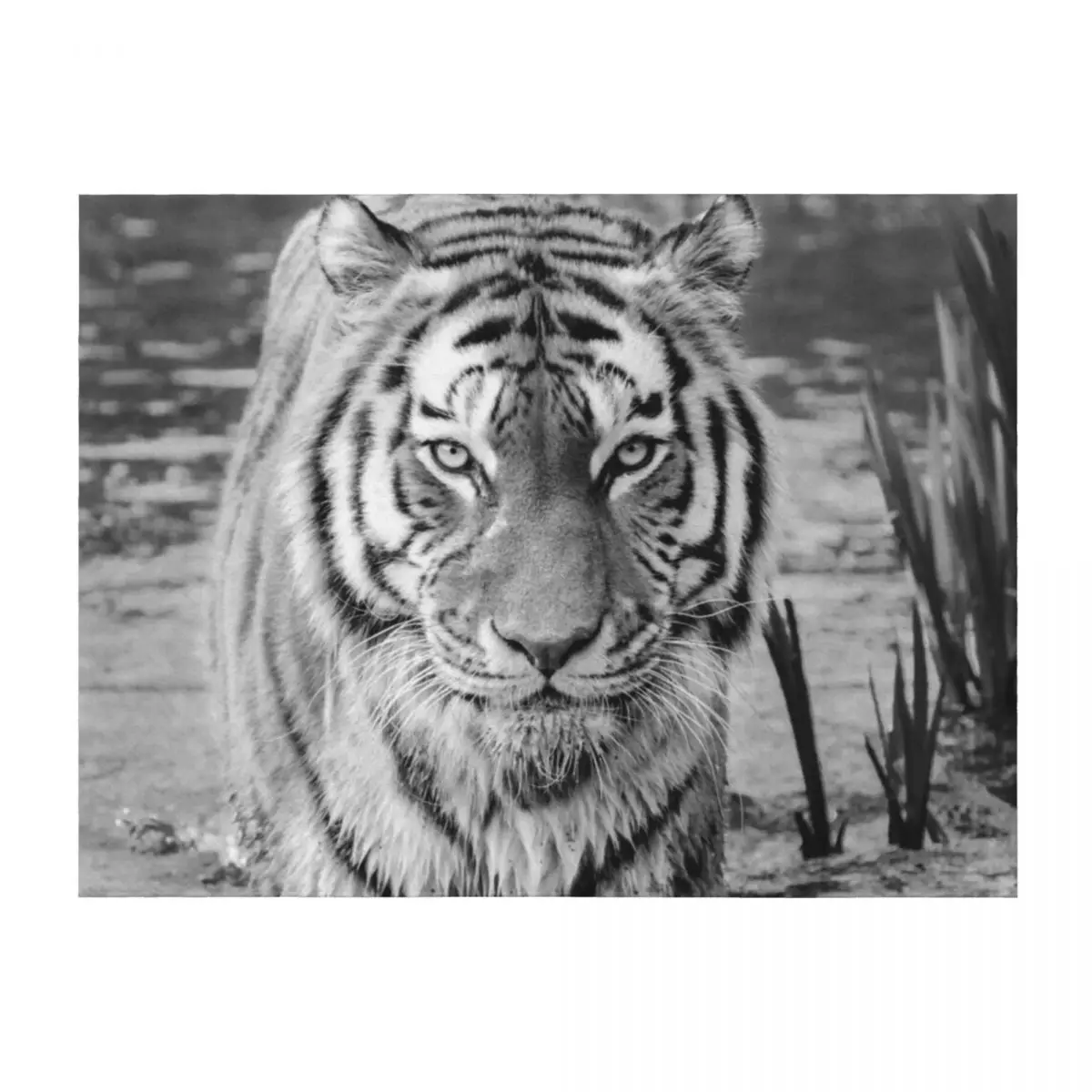 

EYE OF THE TIGER Throw Blanket Decoratives Stuffeds Vintage valentine gift ideas Blankets