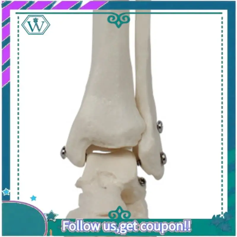 

Модернизированная модель стопы, анатомическая модель человека, в натуральную величину, анатомическая модель стопы, обучающее оборудование для модели скелета человека