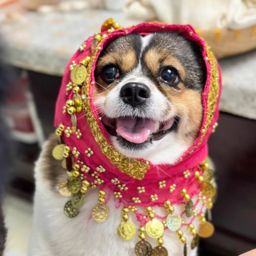 Pet Creative Clothing Belly Dance Gold Coin Belt  Decoration Funny Photography Props Small and Medium Sized Dog Shaped Clothing