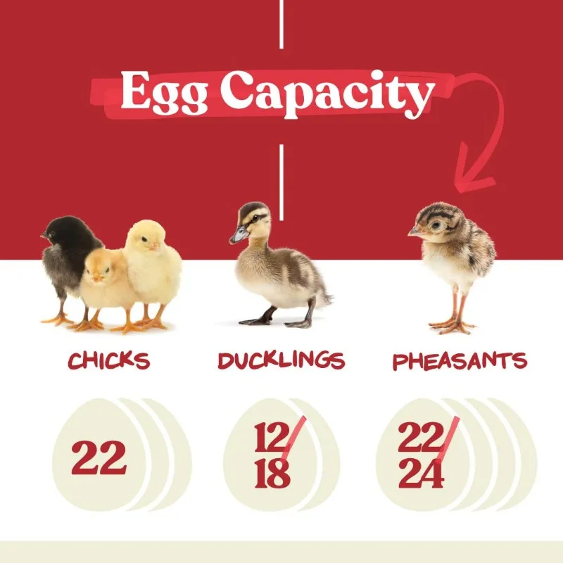 home. Right Egg Incubator for Hatching Chicks - Holds 12-and Humidity Control - 360 Degree View with Clear Window