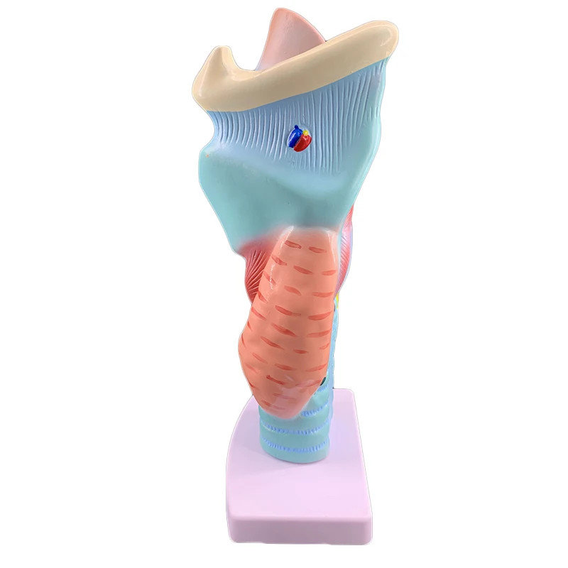 2 times magnification throat model throat anatomy specimen larynx blood vessels thyroid laryngeal larynx