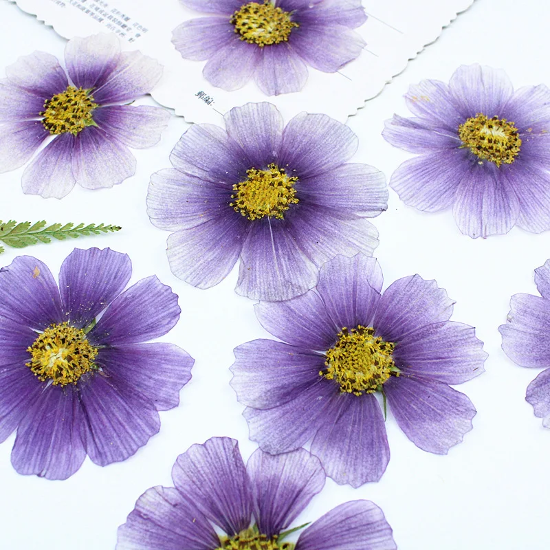 

12PCS Gradient Purple Chrysanthemum Dried Flower Handmade Diy Embossed Material Real Flower Specimen Embossed Candle Sticker