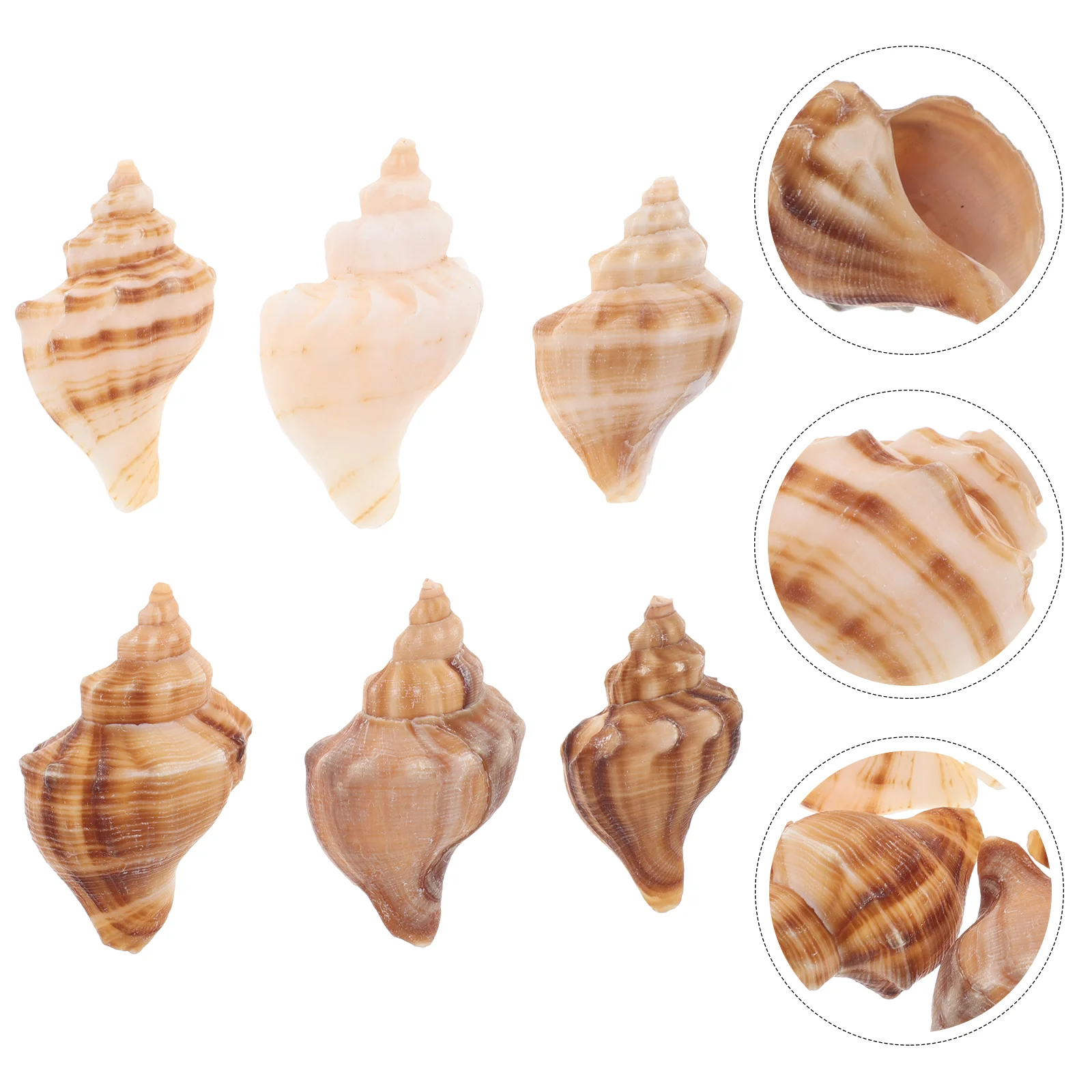 

6 Pcs Conch Fish Tank Hermit Crab Accessories Shells Supplies Decorations Coastal for Shelves Party Beach Bedroom