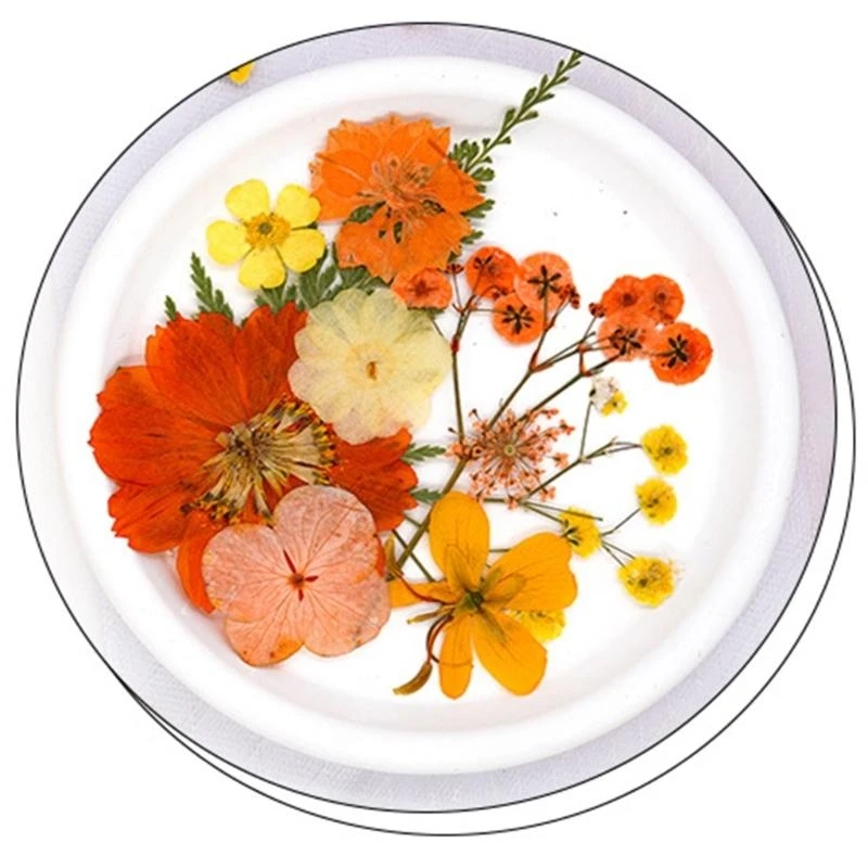 Natural Dried Pressed Flower Leaves for Jewelry Making Art Craft Scrapbooking 15UB