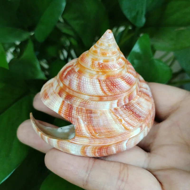 Natural Emperor\'s Slit Shell Orange Tower Snail Seashell Specimen Collection Aquarium Fish Tank Landscape Photo Props Decoration