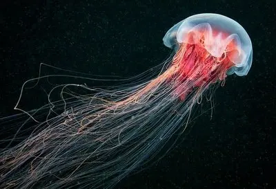 

For BMW 4 Series F32 F33 F36 Car Headlight Tint Black Protective Film Vinyl Protection Transparent TPU Sticker Accessories