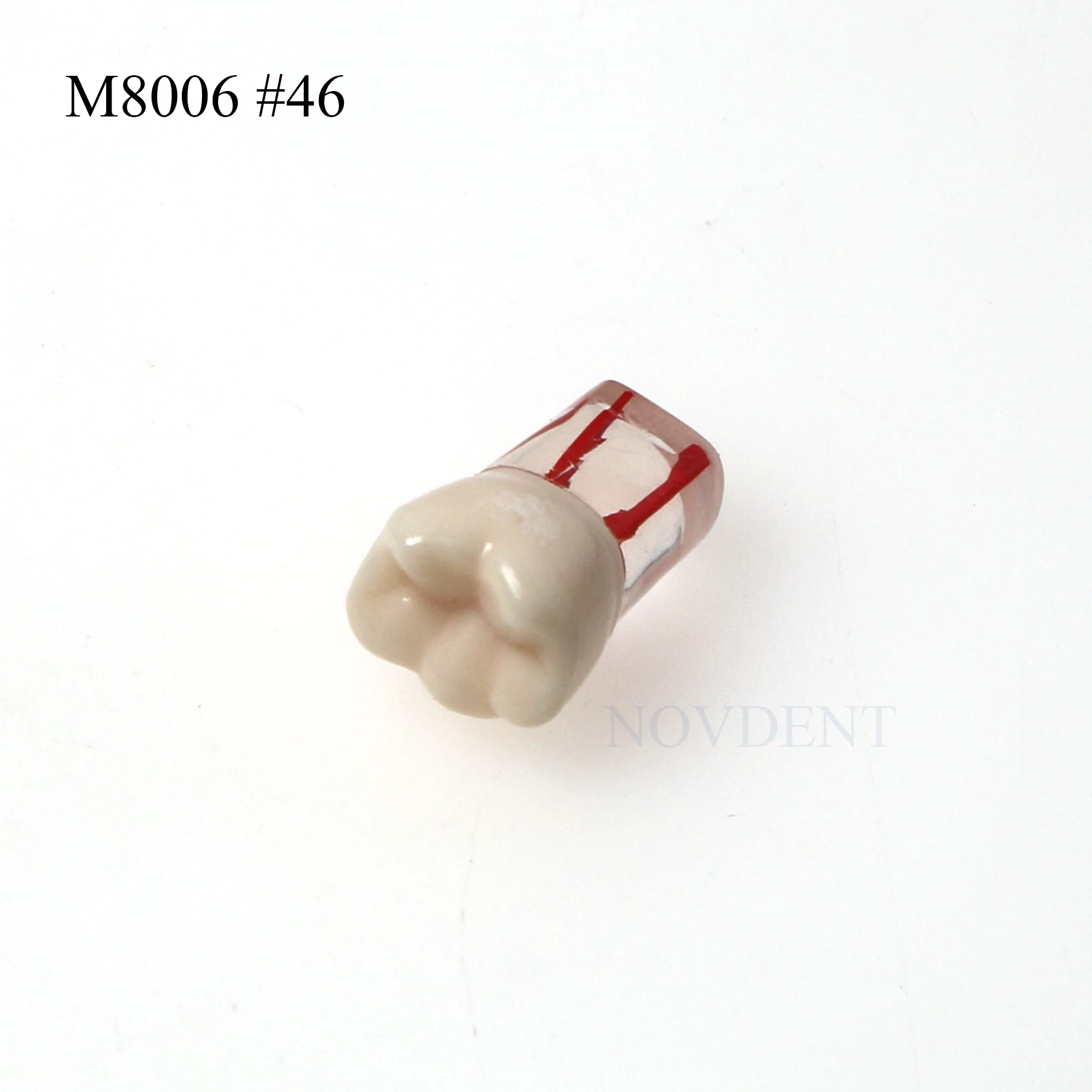 Dental RCT Typodont Model Endo Roots Canal Teeth Model Study Practice M8006 #46