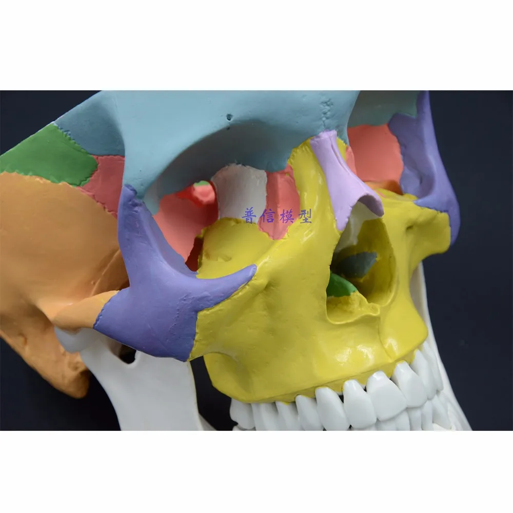 1:1 Life Size Color Head Model Natural Human Skull Adult Head Anatomy Model 19x15x21cm