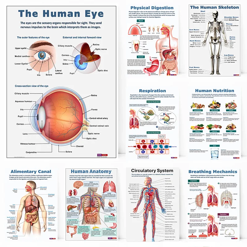 Anatomy Science Physical Human Biology Eye Skeleton Breathing Mechanics Poster Wall Art Pictures Canvas Painting Room Home Decor