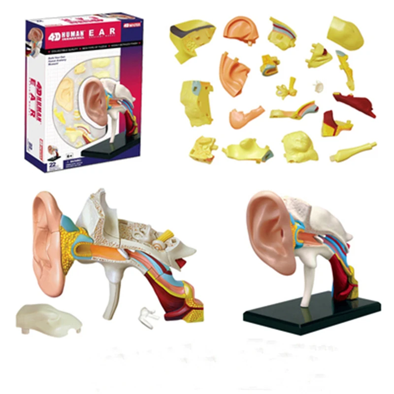 

4D Human Ear Anatomical Model Assembled Human Organ Anatomy Model DIY Puzzles Assembling Toy Science Education Equipment Tool