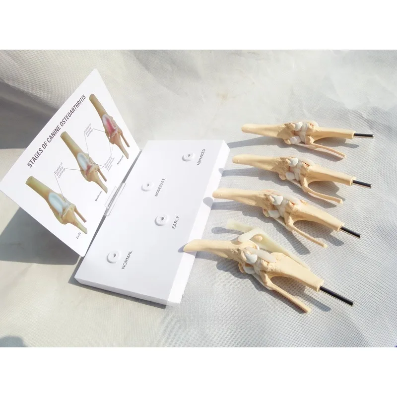 Modèle d'Anatomie Canine Artrose, Modules d'Anatomie, 4 Étapes