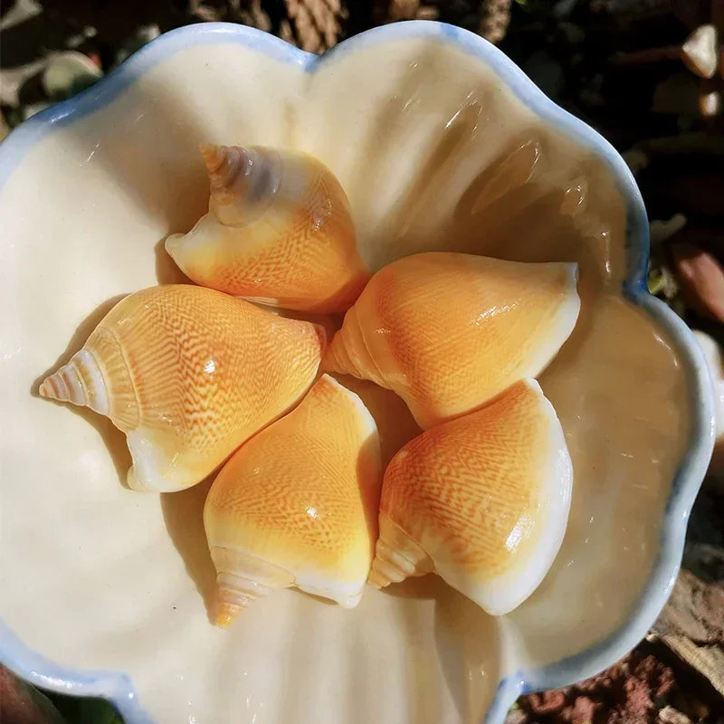 

White-mouthed Phoenix Snail, Natural Conch Shell, Fish Tank Landscaping Collection