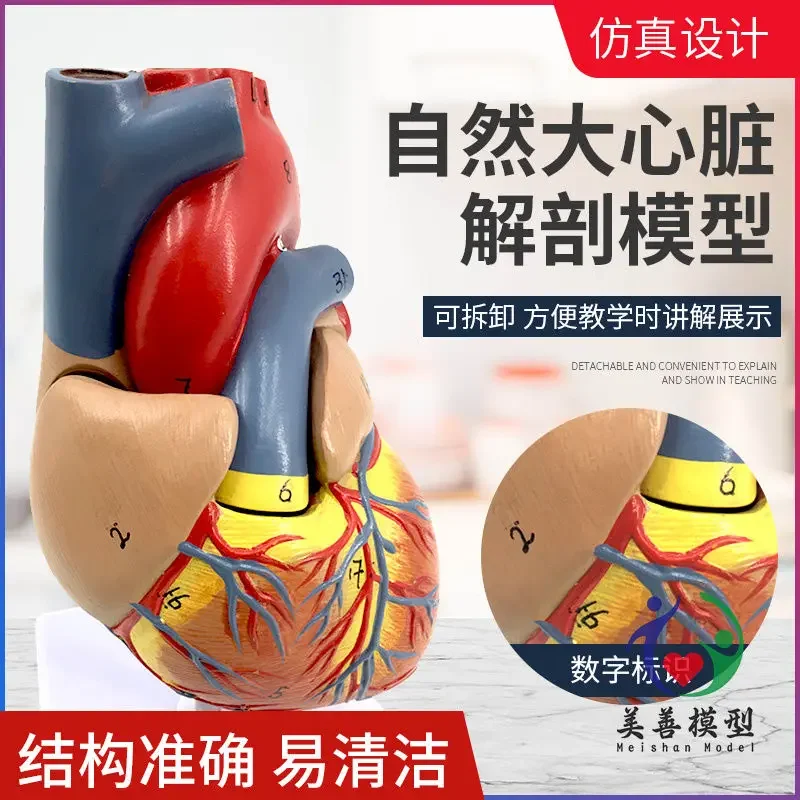 A 1:1 Human Heart Anatomy Model B Ultrasound Color Ultrasound Detachable Natural Big Heart Medical Teaching Model