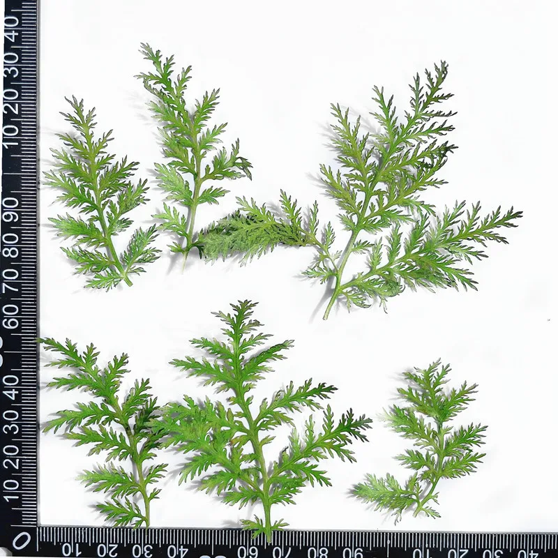 About4~6CM/24PCS Real Natural Leaf Dried Pressed Flowers Artemisia Annua Branch,Dry Green Leaves For Resin Jewellery,Phone Case