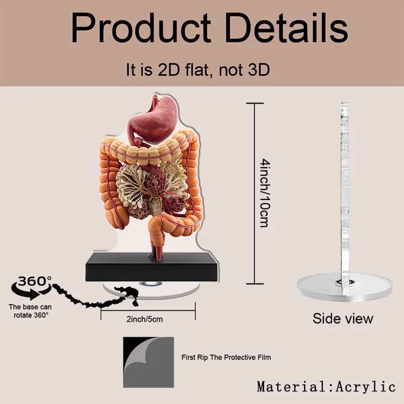 2D Flat 2D Plane-360° Rotating Human Digestive System Model Desktop Decoration - Anatomical 2D Desktop Dissection Display Model,