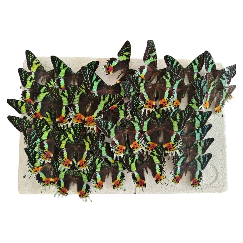 2-20 pcs natural Real Butterflies Specimen (Urania ripheus）