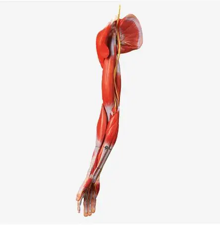 Human Arm Muscles Anatomy Model with Main Vessels and Nerve