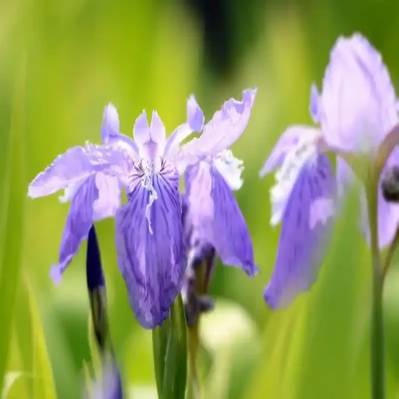 

Electric Tailgate Automatic Control Trunk Rear Door Power For Audi Q3 2013-2018 Accessories for Vehicles Car Assecories Tools