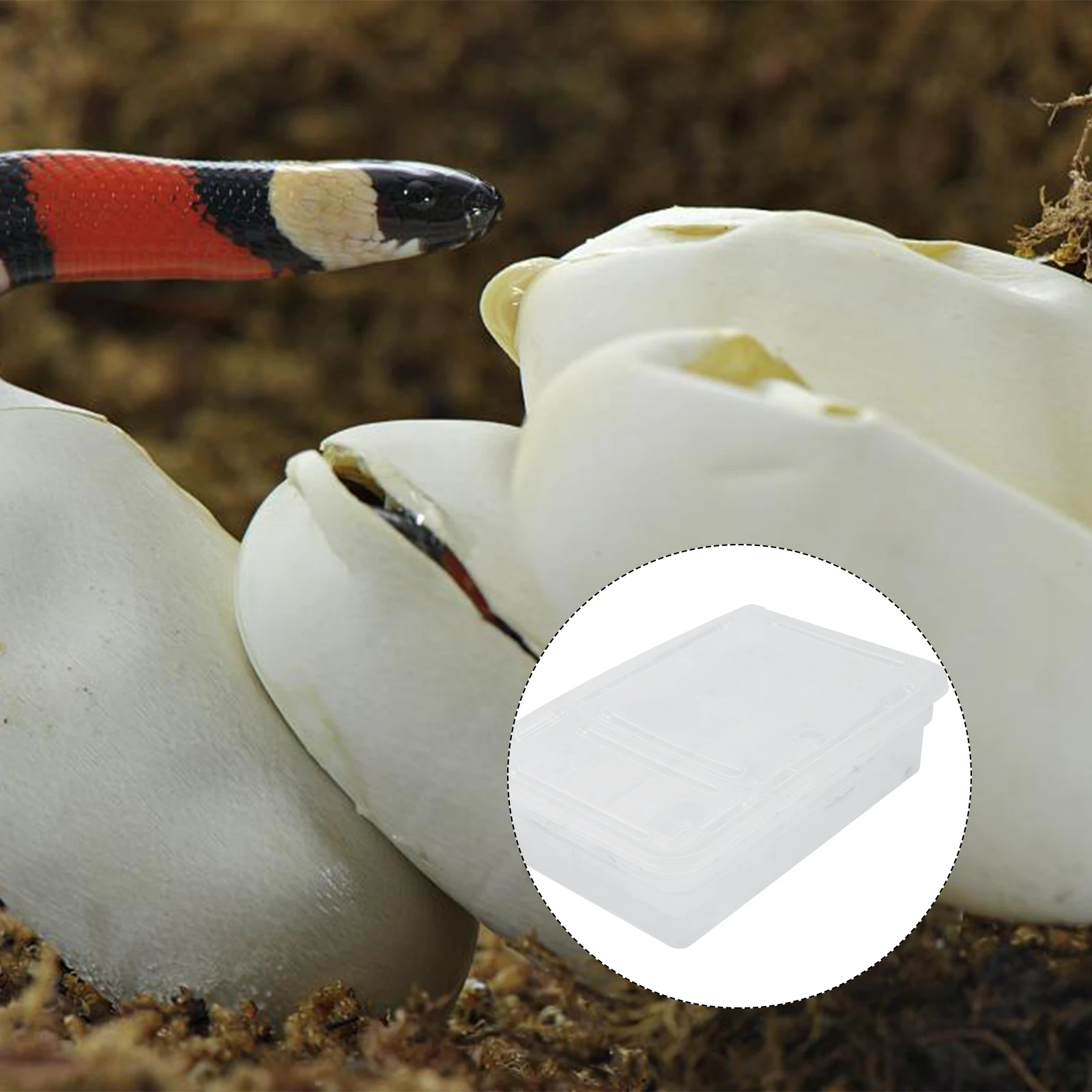

Small Incubation Box for Reptile Breeding Lizard Hatchery Tank Grid Design Lightweight Portable Eco-friendly Plastic Hatching