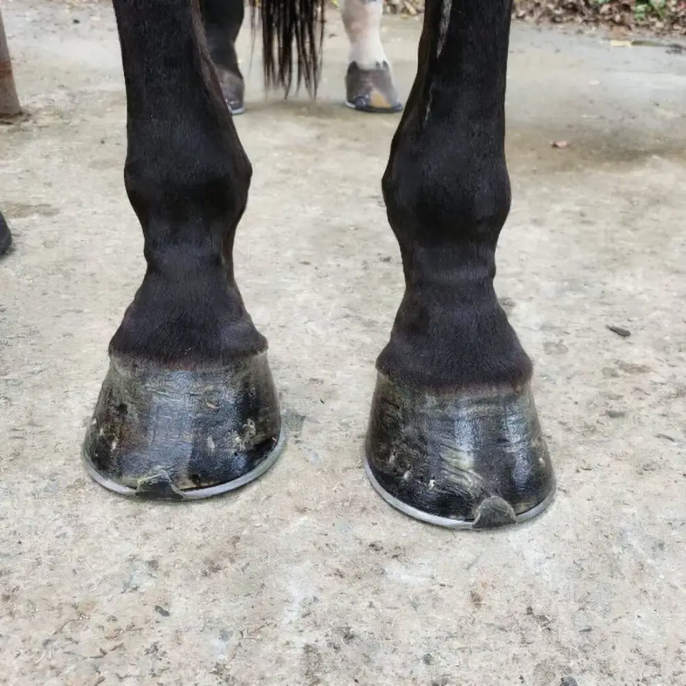 Horse Hoof Cleaning Brush Kit Ergonomic Rubber Handle Tool For Grooming Equestrian Stable Daily Maintenance Supplies