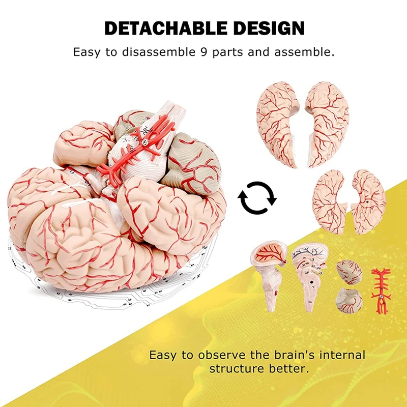 Menselijk Hersenmodel, Levensgroot Menselijk Hersenanatomiemodel Met Displaybasis, Voor Wetenschappelijke Klassikale Studie En Onderwijsweergave