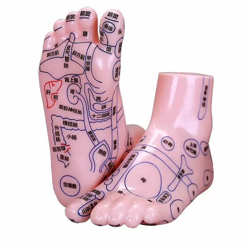 Massage Acupuncture Foot Model Customized Reflexology Meridian Therapy Acupoint Medical Reflex Ultra Clear Model