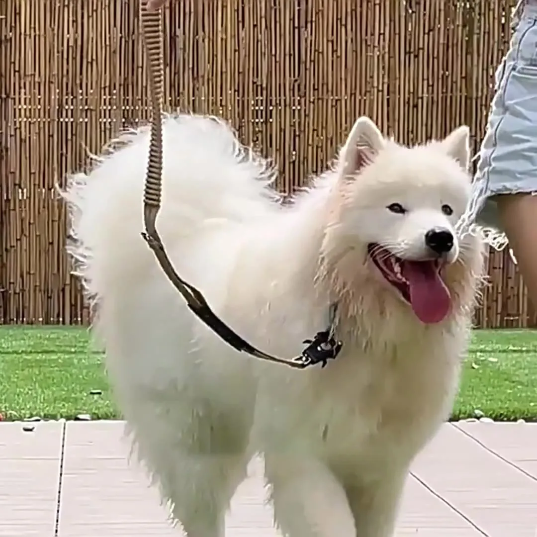 

Outdoor dog walking rope, anti-sudden rush, multi-functional large dog pet traction rope, car-mounted dog traction rope