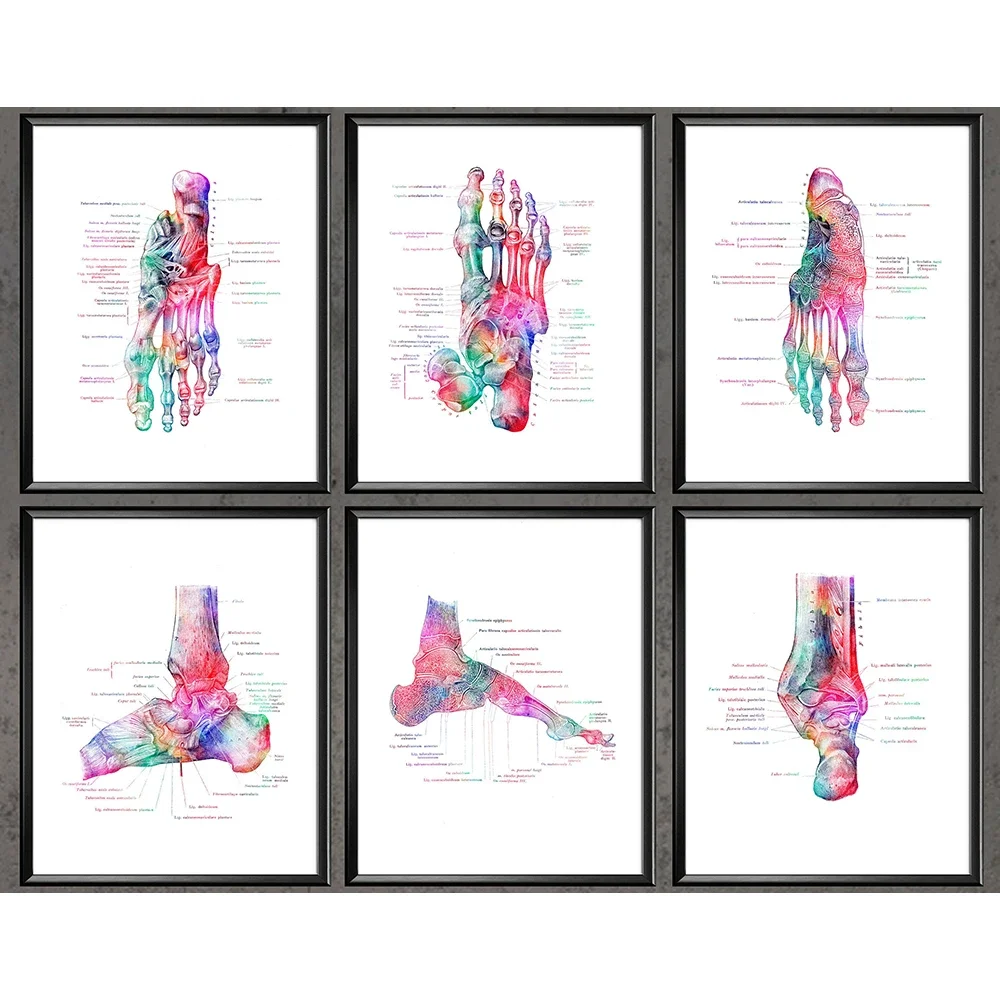 Foot Bones Anatomy Poster Podiatry Art Medical Print Canvas Painting Posters And Prints Wall Pictures For Gift Doctor Office Dec