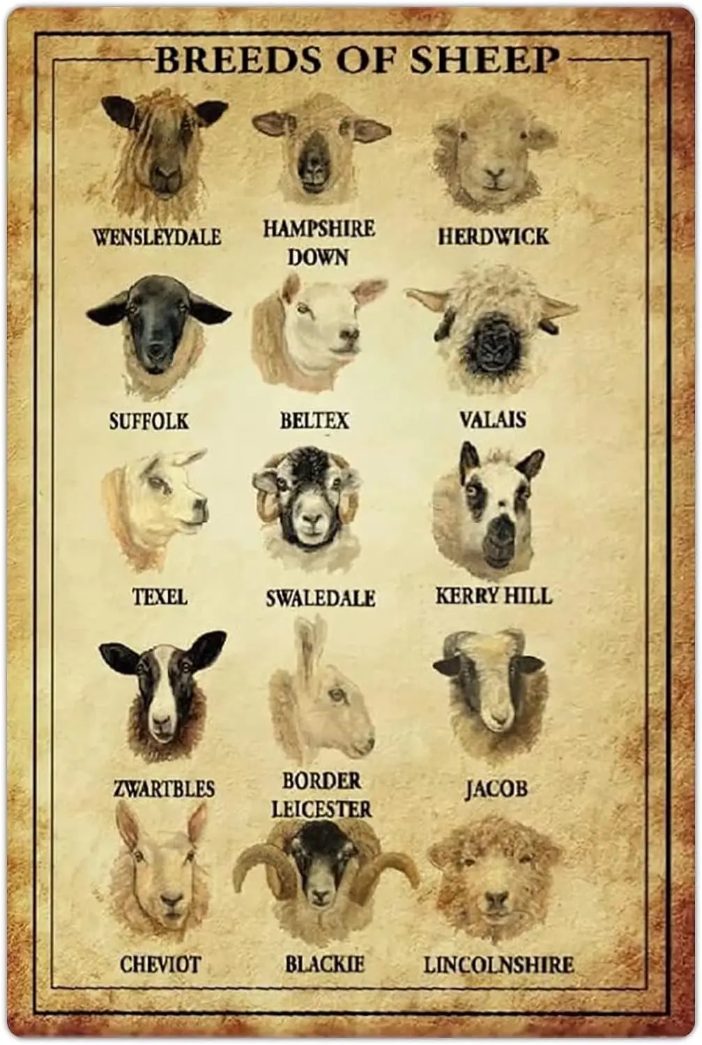 8x12 IN Breeds Of Sheep Metal Tin Signs Sheep Knowledge Retro Posters Ranch Infographic Plaque Decoration Herders Home Farmhouse