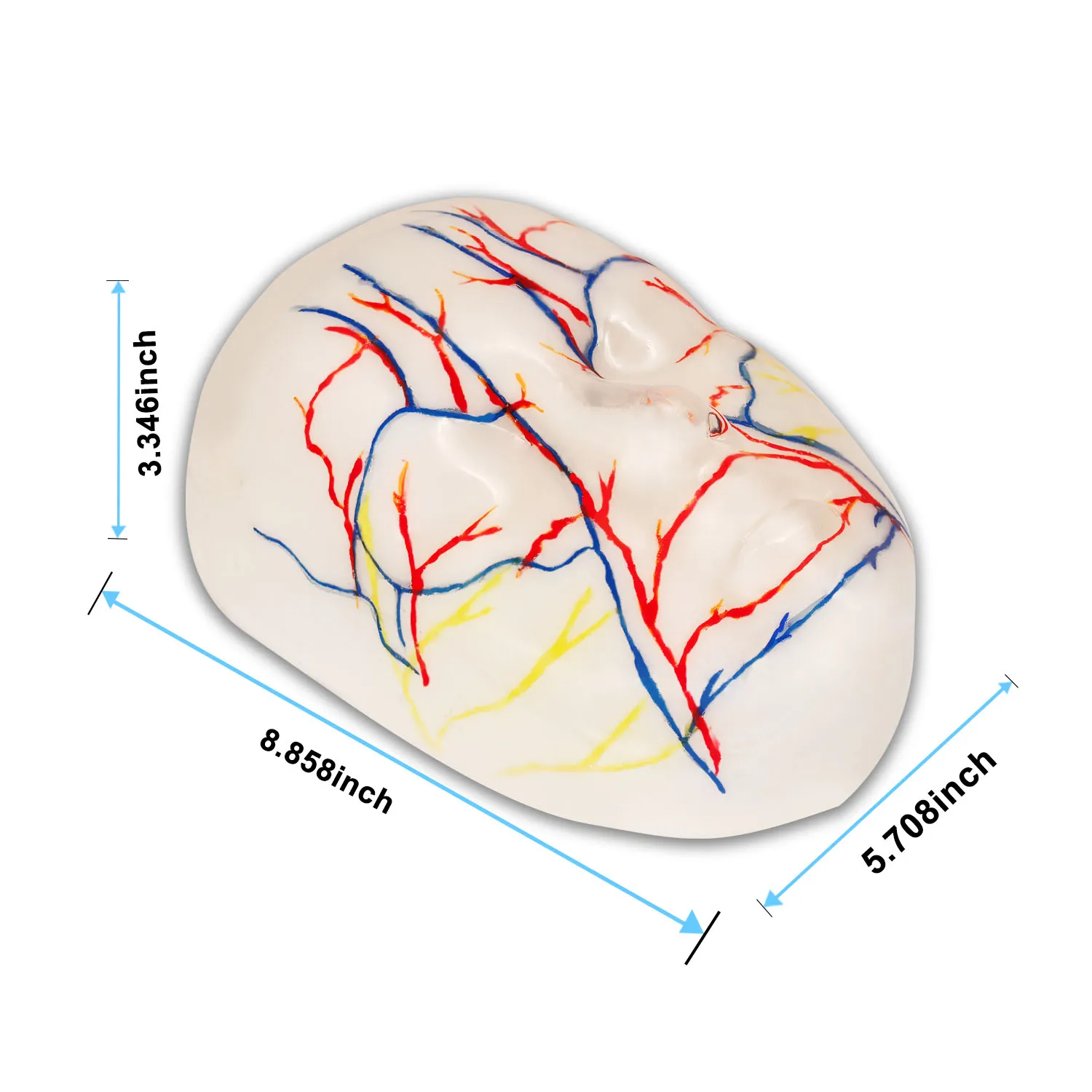 Facial Injection Training Simulator for Cosmetic Procedures