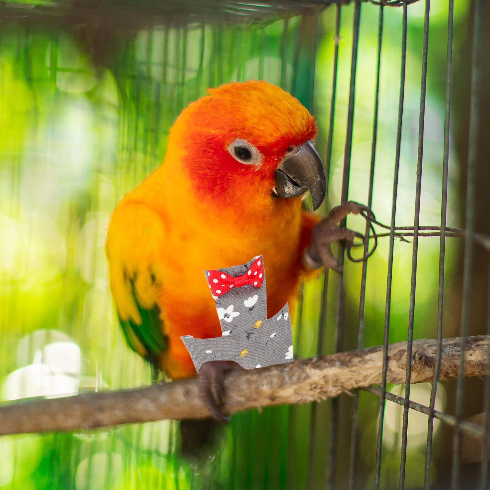 

Bird Diapers for Cockatiel Parrot Nappy Cotton Flight Suit Small Pet Parakeet Conure Macaw Dark Grey