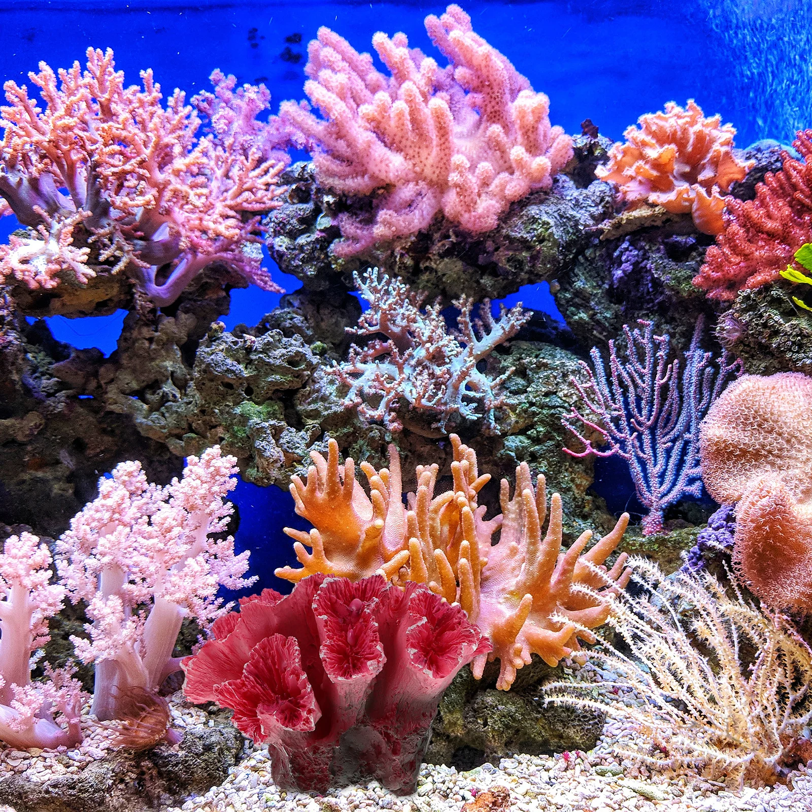 

Soft Flexible Artificial Coral Resin Aquarium Decoration Fake Coral Reef Ornament for Fish Tank Scenery Aquarium Reef Ornament