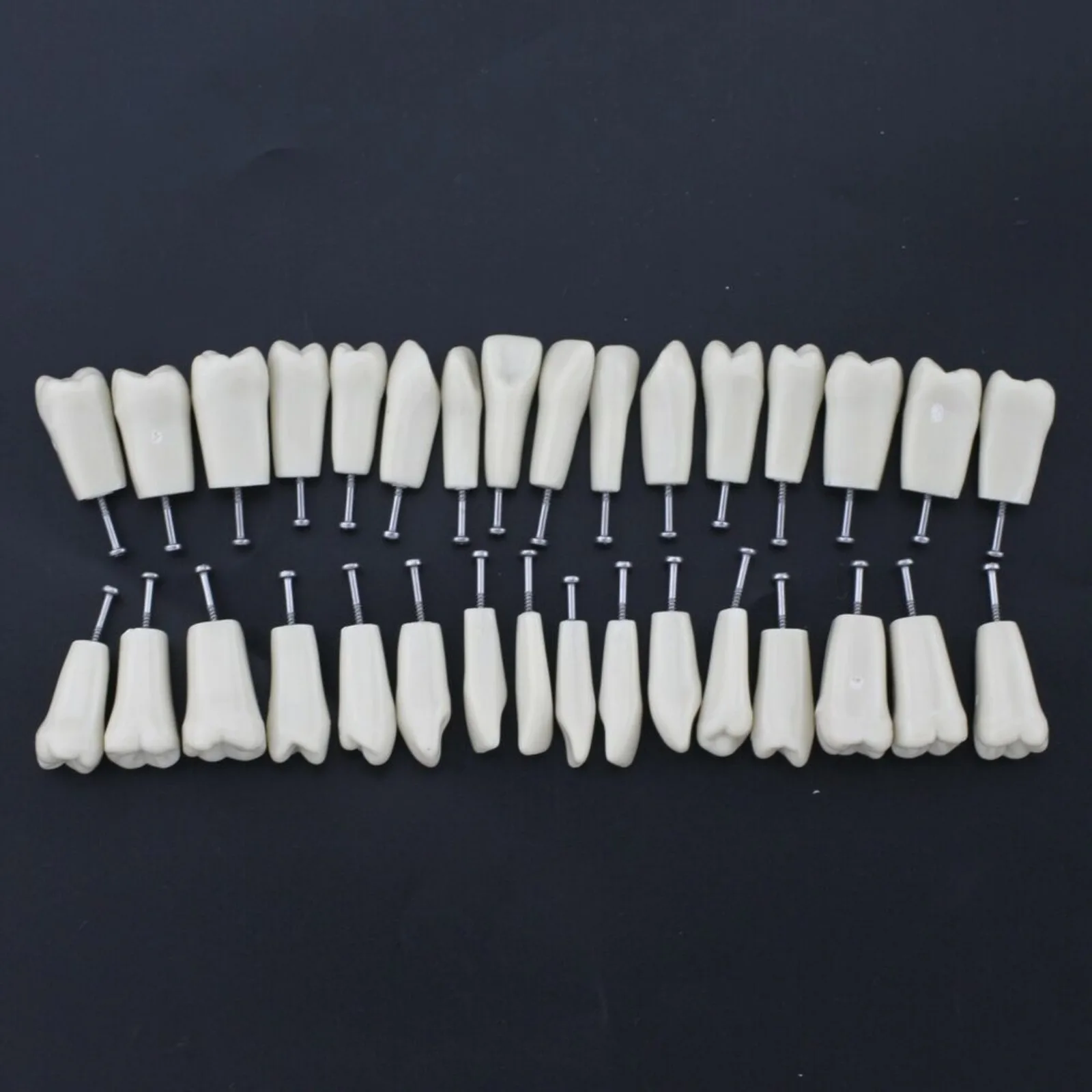 Modelo Dental Typodont Fit para Columbia Dentoform, tipo 860, dentes removíveis, 32pcs