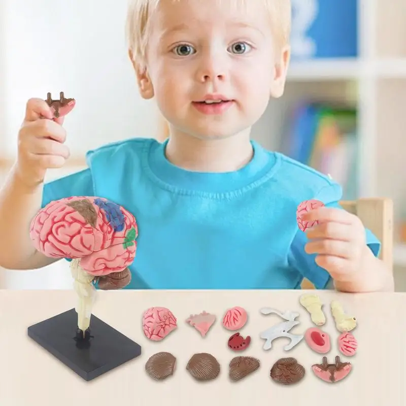 Modelo de cerebro humano, modelo anatómico, modelo médico de enseñanza con Base de exhibición, modelo de anatomía codificada por Color, juguetes de regalo para niños