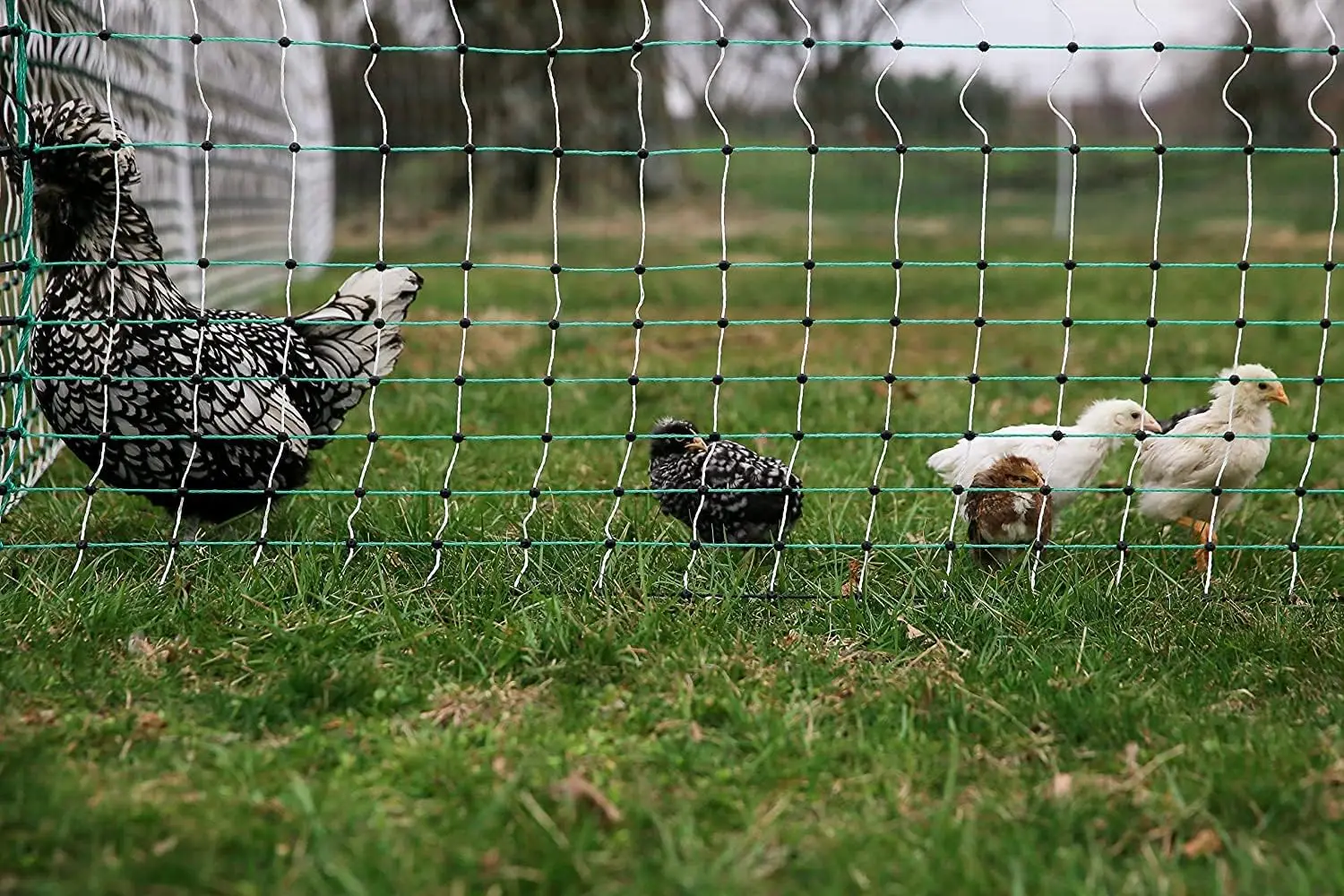 Electric Anti-Predator Poultry Fence - Suitable for Chickens, Ducks, Turkeys, and Other Poultry - Energizer Not Included