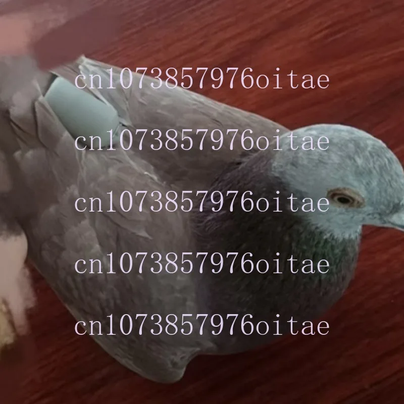 Eagles Bird GPS Tracking Ring， Ultra Light Mini, Precise Location Tracking, Suitable for Parrots, Eagles, Etc