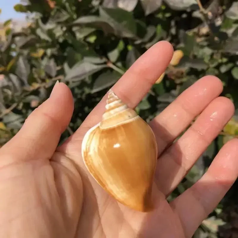10PCS  Conch Shell Yellow and White Mouth Crystal Phoenix Conch Decoration Wall Aquatic Landscaping Crafts Ornaments
