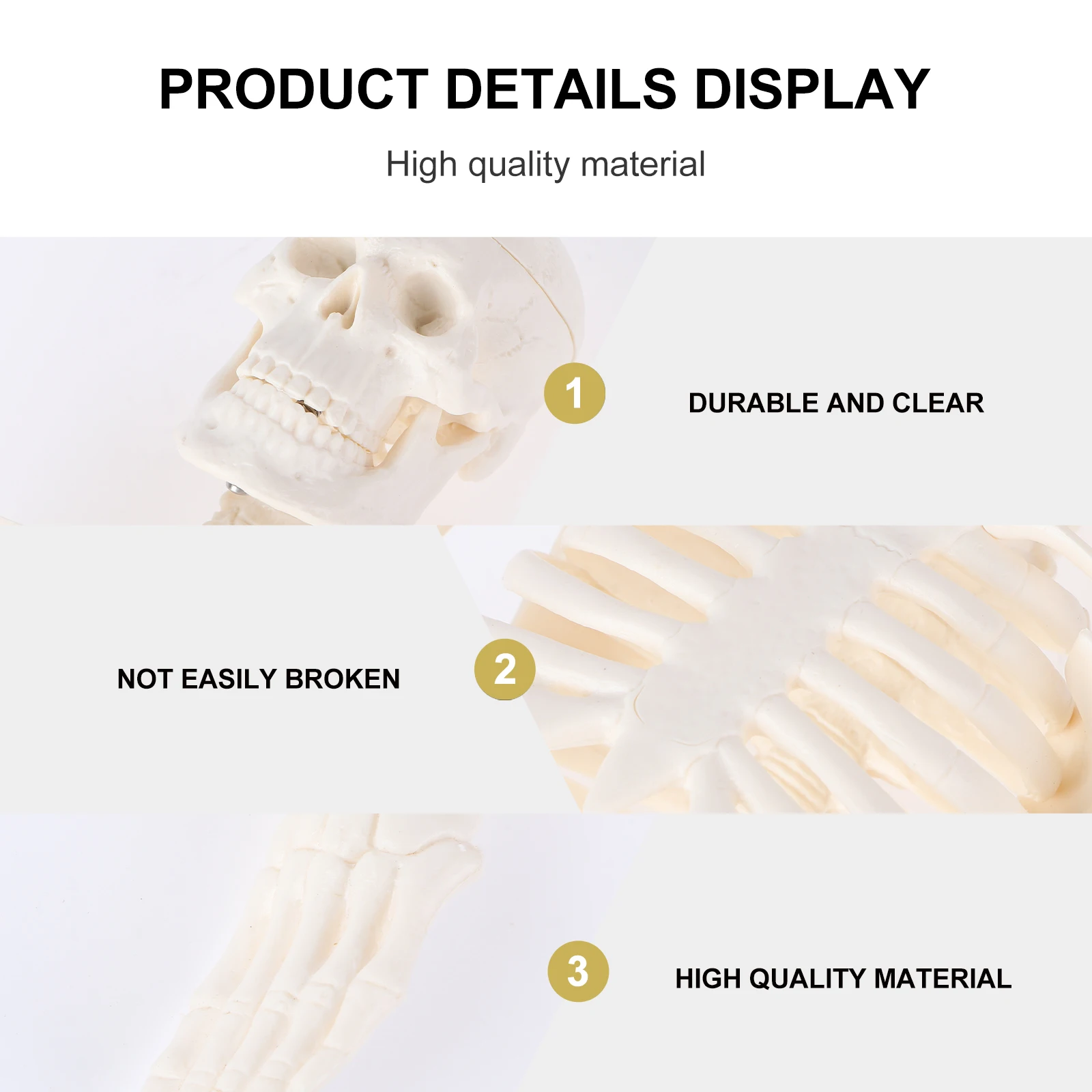 

Specimen Human Body Anatomical Teaching Study Bone Part Mini Anatomy