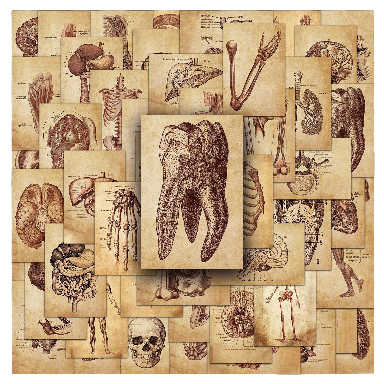 10/50Pcs Vintage Anatomy Physiology Human Skeleton Stickers Body Structure Decals DIY Stationery Water Bottle Bike Phone Laptop