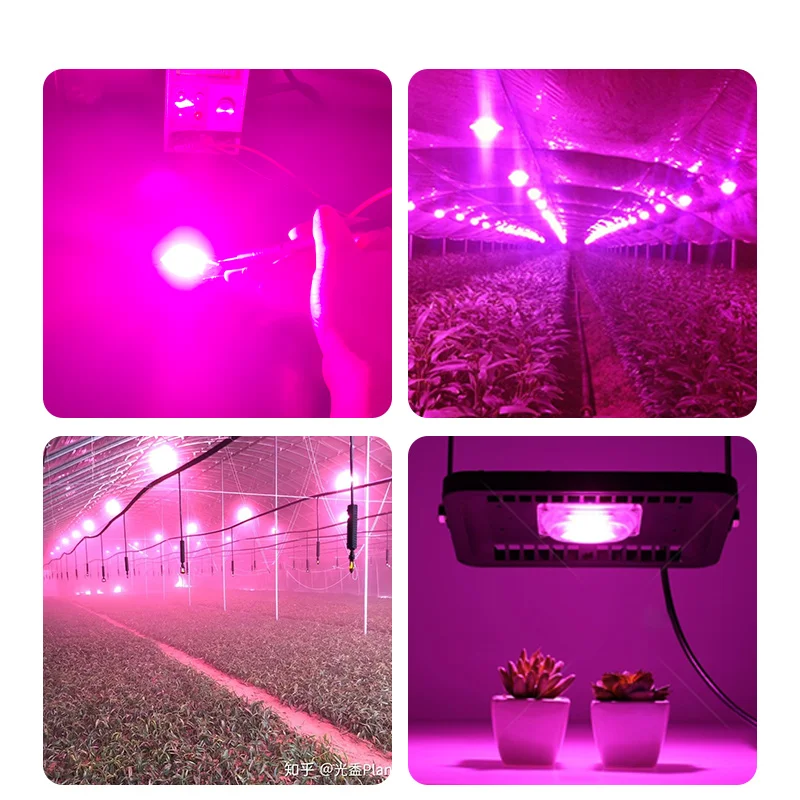 Smart IC No Need Driver AC 220V 230V Flip DOB Module 20w 30w 50w COB LED Chip Beads Full Spectrum Grow Light for Indoor Plants