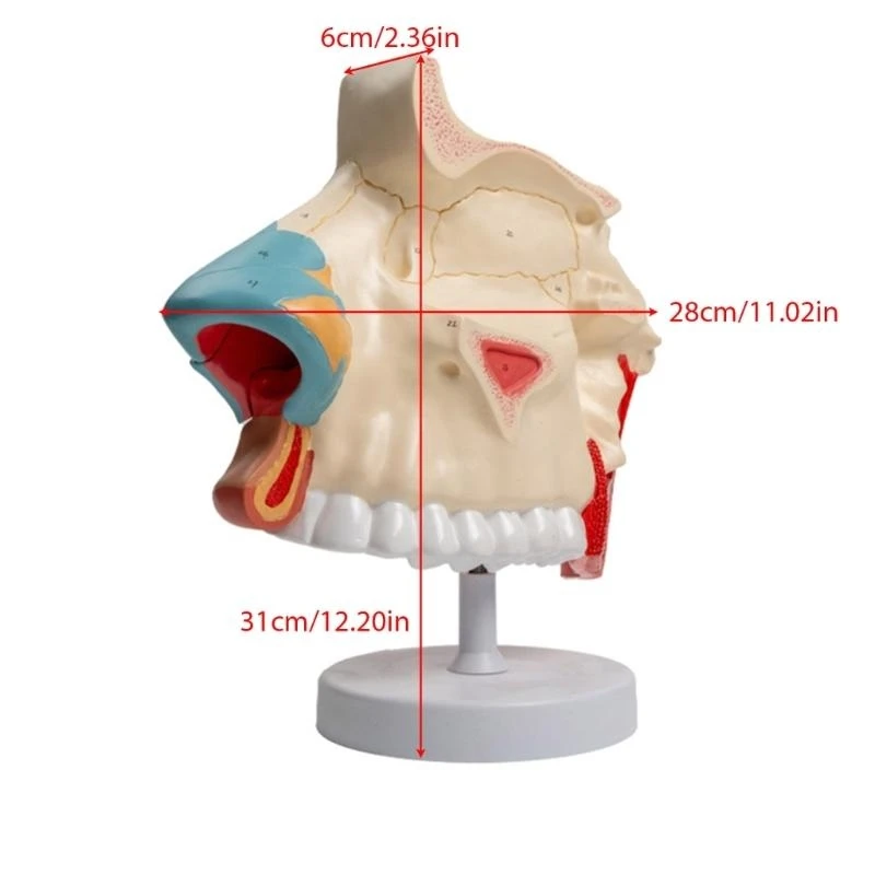 W89C 탈착식 부품을 가진 3 배의 수명 크기 해부학적 비강 모델