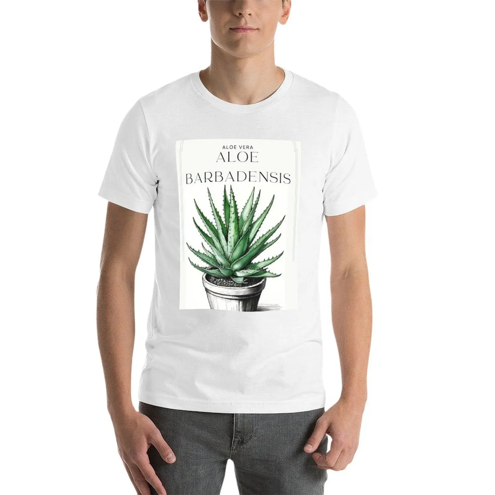 Botanical Aloe Vera in pot rus - Aloe Vera Pot review and price