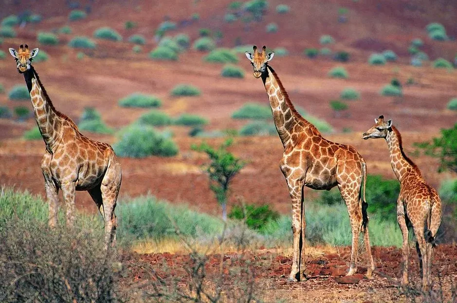 

LDRC LD1803 NXS 1/18 RTR RC Drift Car - 2.4G 2WD with ESP Gyro & LED Lights