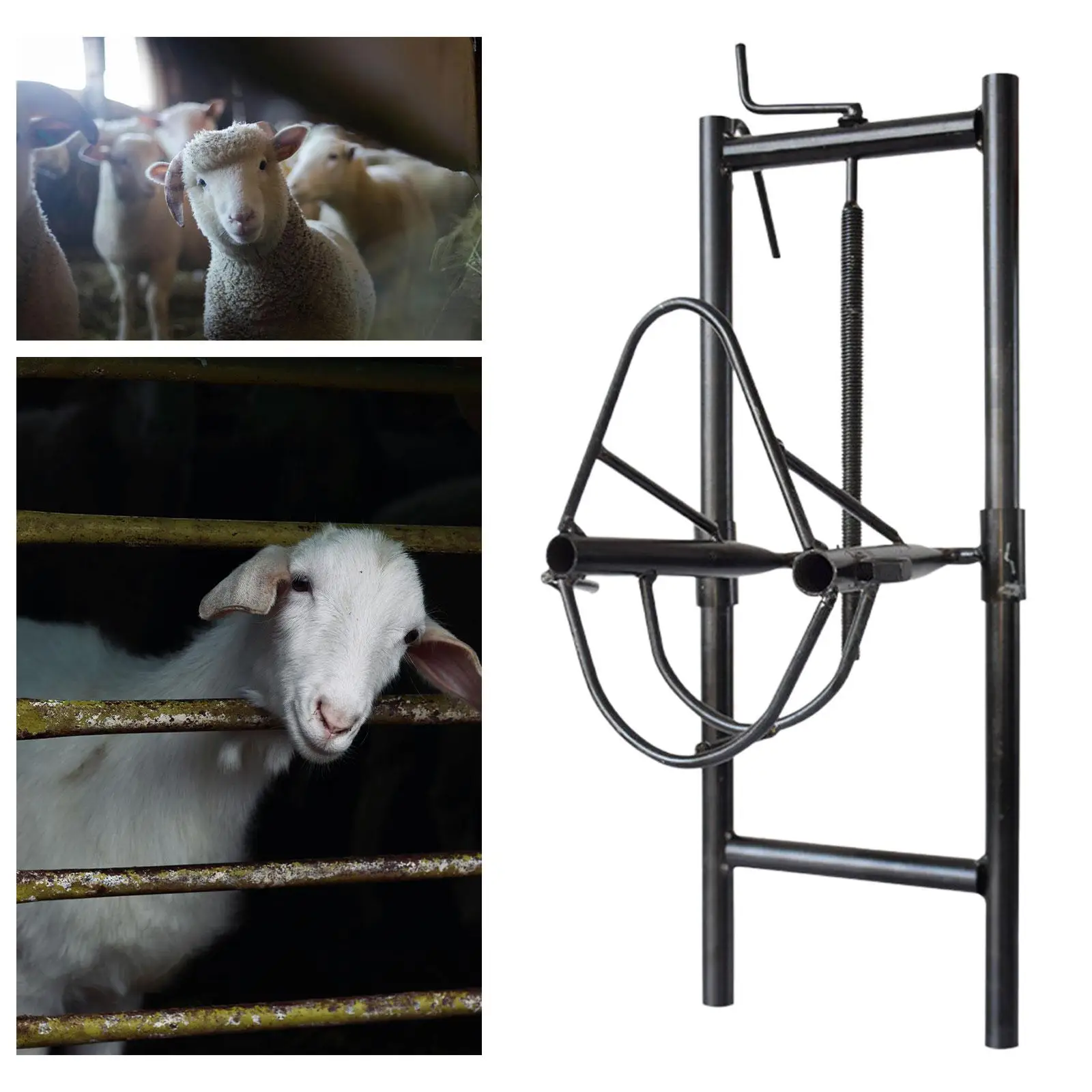 Gancho regulable para cabeza de oveja – Accesorio estable ordeño