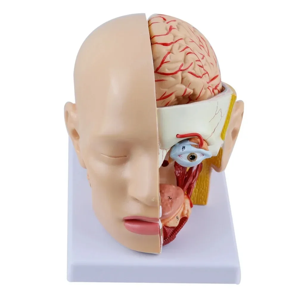 

1:1 Life Size 4 Parts Human Head Anatomical Medical Science Model Brain Skull Cerebral Artery Oral Cavity Cavidade Nasal Eye