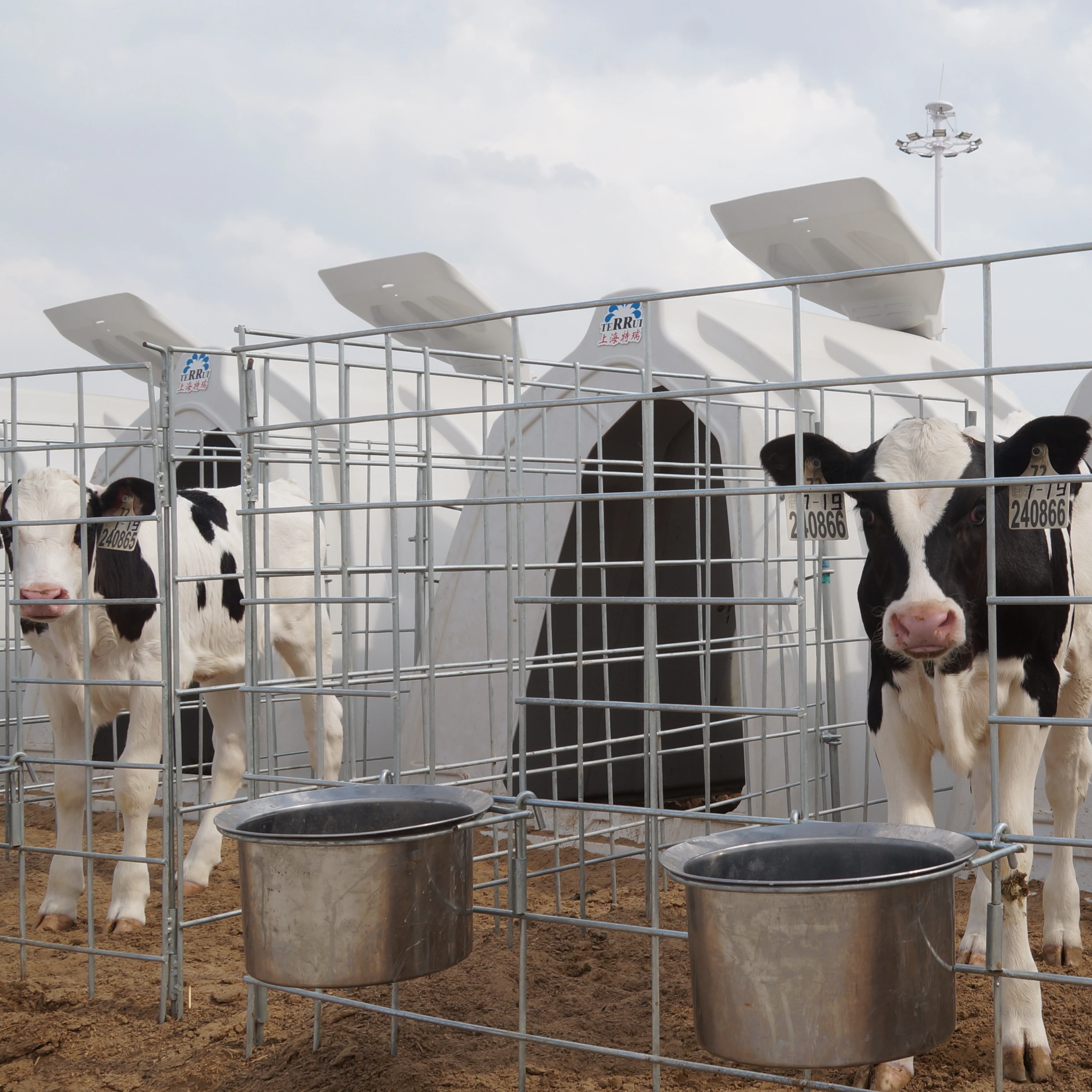 Dairy Farm Comfortable Plastic Moveable Cattle Healthy House For Animals Cattle Cow Pen Housing Calf Hutch