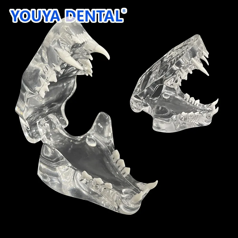 Dental Cat Teeth Model Transparent Dentition Model Anatomical Tooth Jaw Canine Veterinary Education Dentist Practice Teaching