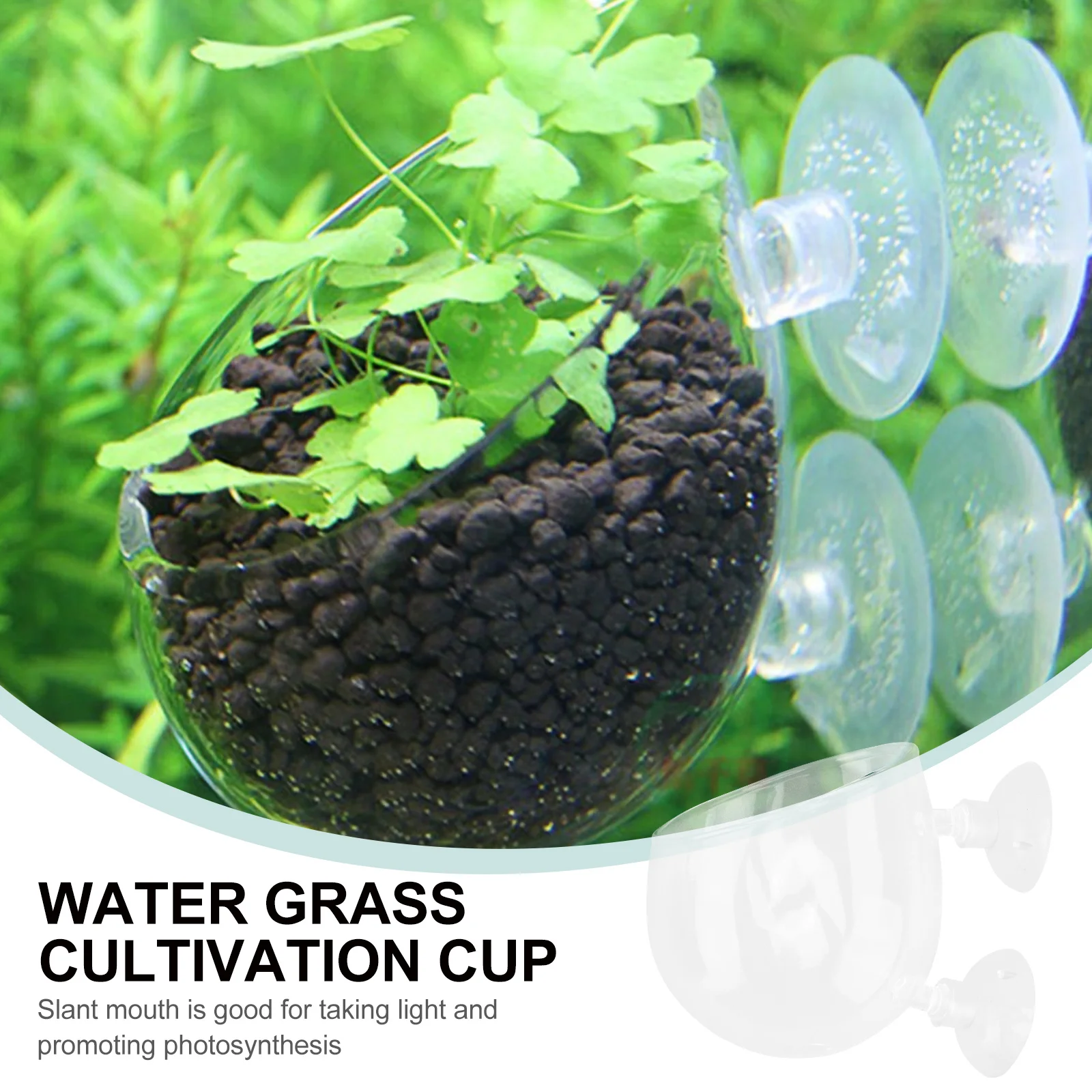 

Premium Glass Aquatic Plant Cup Permeable Holes 2 Suction Cups for Freshwater Saltwater Aquarium Shrimp Tanks Natural Decor
