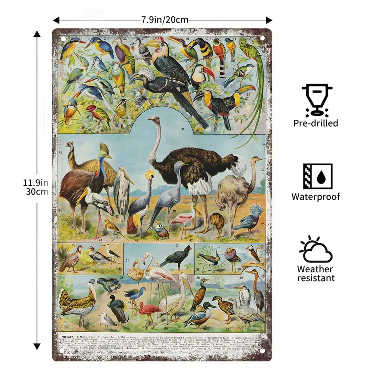 2D FLAT 1pc Vintage Bird Species Illustration Metal Wall Sign Decoration for Home Cafe Garage Bedroom Porch And Garden